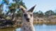 Top 50 Australian Phrases to Learn Before Your Trip Down Under 4 shallow focus photo of kangaroo
