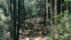 Off the Beaten Path: Discovering Japan's Best Backpacking Routes 8 photo of pathway surrounded by trees