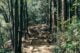 Off the Beaten Path: Discovering Japan's Best Backpacking Routes 1 photo of pathway surrounded by trees