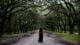 From Tokyo to Kyoto: Solo Backpacking in Japans Must-See Destinations 7 woman standing in the middle of the forest